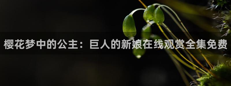 星空网高清不卡